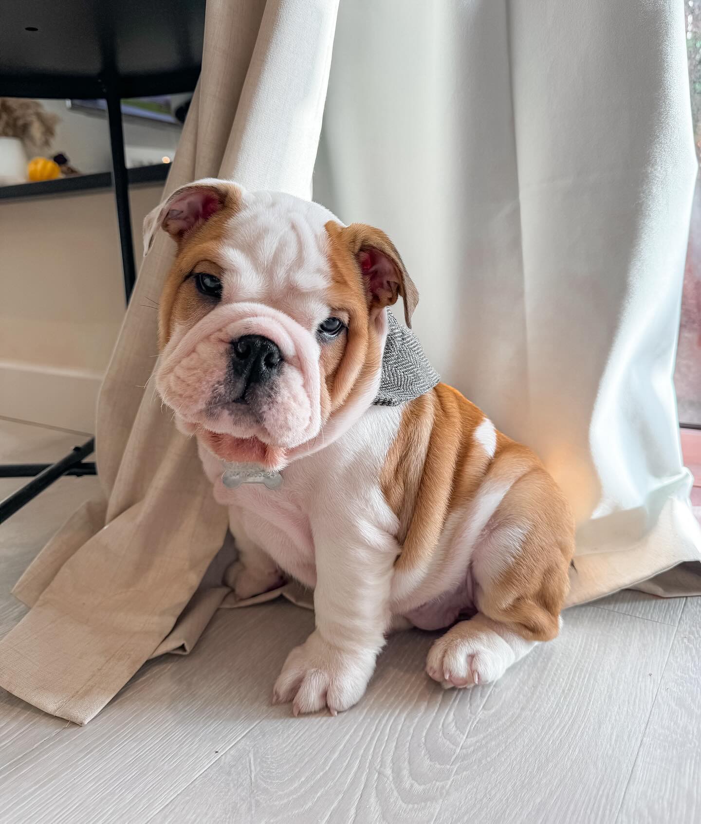dusty.thebulldog_1702130229_3254026674456532159_63462807679