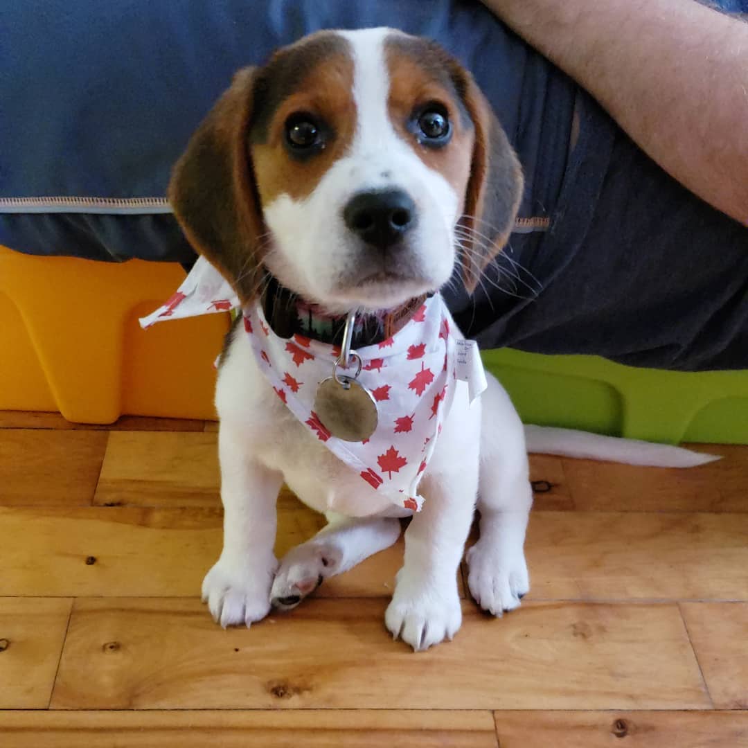 sailorlunathebeagle_1593735244_2344743632165563752_9230419595