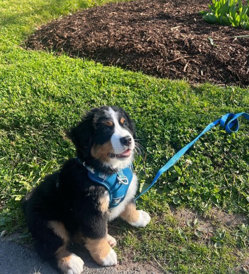 beau.the.bernie_349586138_1371224866771377_7077432529601819362_n