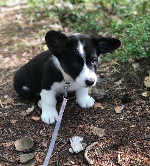 bello_welsh_corgi_cardigan_1672684603_3007018858641077074_57099569337