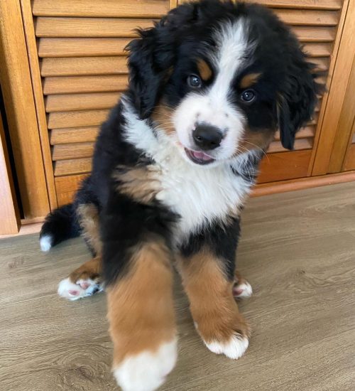 bernesemountaindogmax_263323652_574873996944045_997663431691584607_n
