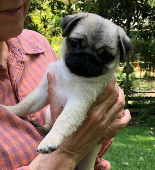 biscuit_the_pug_puppy_1529976233_1809894283979566946_8089278364
