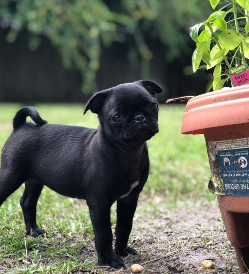 blue_thepugpuppy_1529608092_1806806095463450476_8008887301