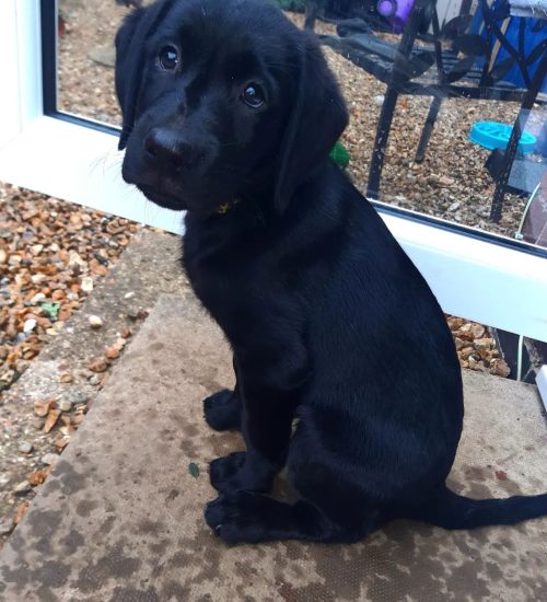 bonniethebigblacklab_246194562_226739372716322_5233105052611271299_n.webp