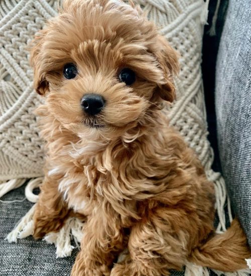 chasethetoymaltipoo_91705990_157552119051076_756187594567292205_n