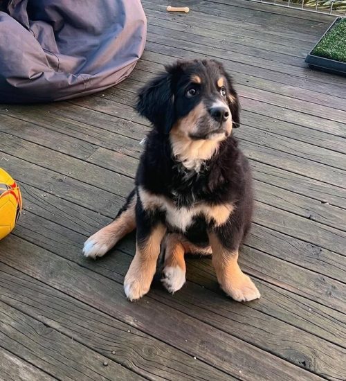 _dukethebernese_357315194_676875757786802_332161990754441976_n