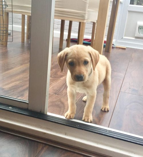 holly_the_yellow_labrador_1500877898_1565799761759208534_5770250278