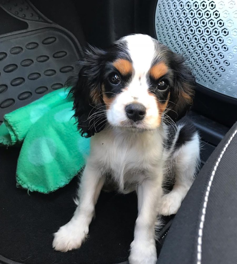 julie.the.cavalier_42003477_406014773263200_1525431104584857926_n