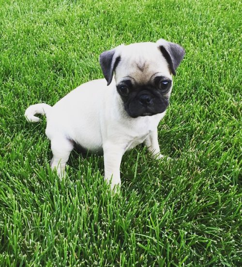 lily_the_pug_puppy_1434942819_1012696230647800748_1991752279