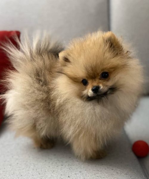 mia_pomeranian_toy_82308970_866723760431019_6765444054976222581_n