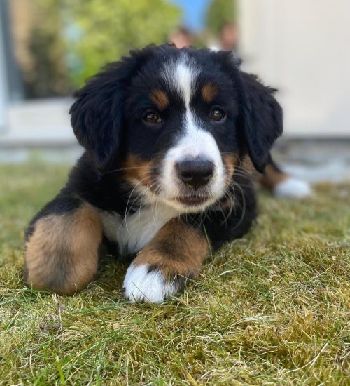 my_dog_baeri_101015092_1917803761687349_3090714059090610232_n
