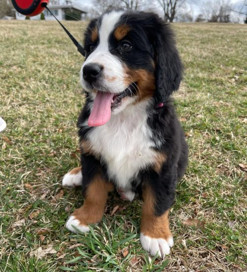 nycberner_277962529_696519801591632_496696758150082405_n