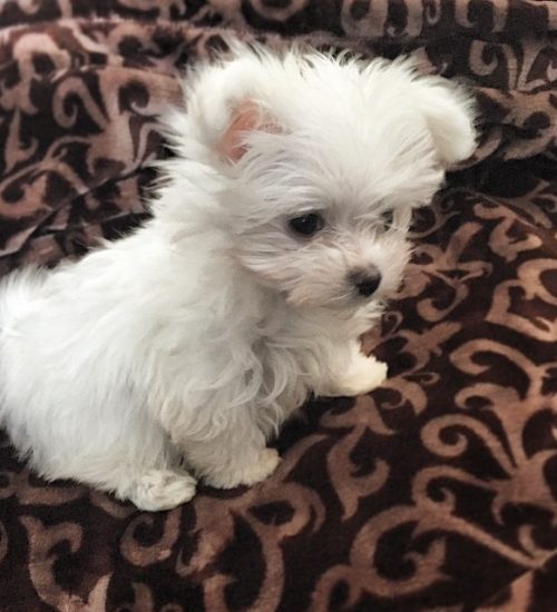 princess.lola__10983602_1659256464301617_1606755028_n