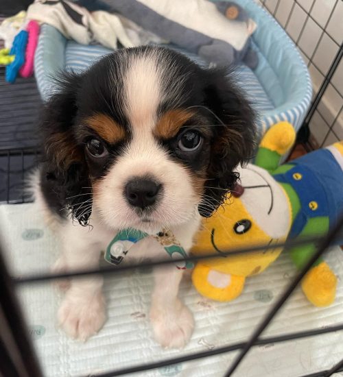 spotty_kingcharles_283990361_506470217940928_1580244305541868455_n