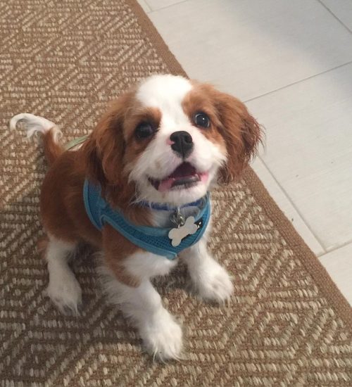 theothekingcharles_12912644_258238634514370_1560157393_n