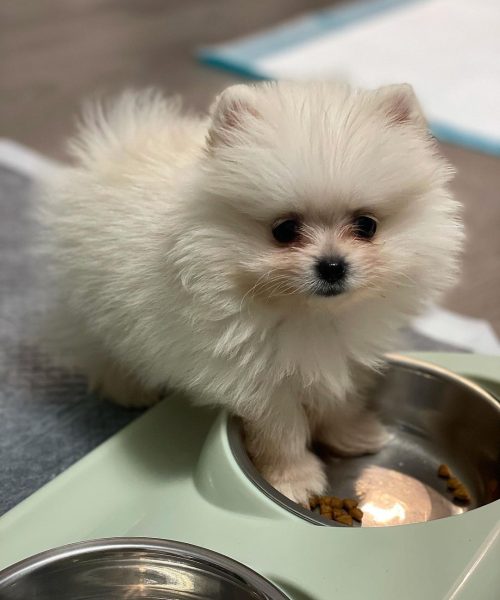 toy.pomeranianboo_249074758_462725781821313_6553702392479104575_n