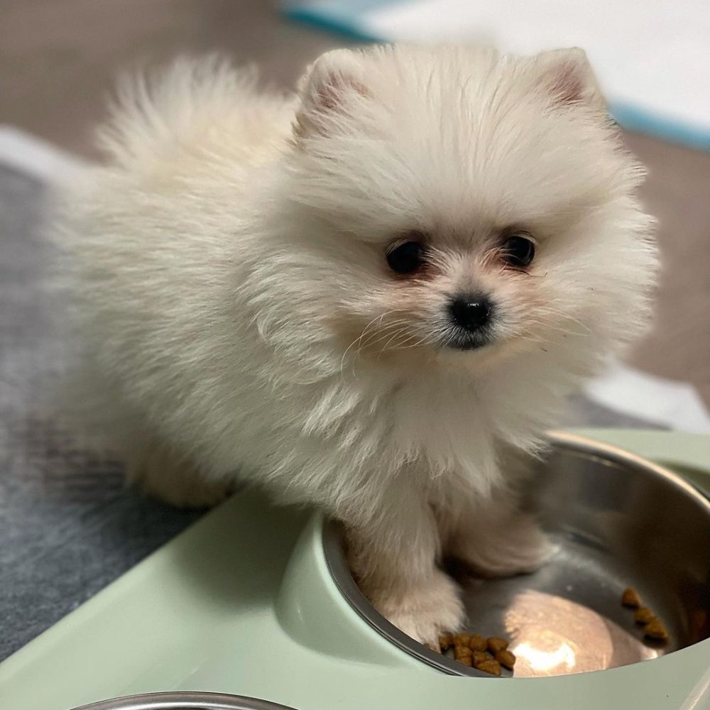 toy.pomeranianboo_249074758_462725781821313_6553702392479104575_n