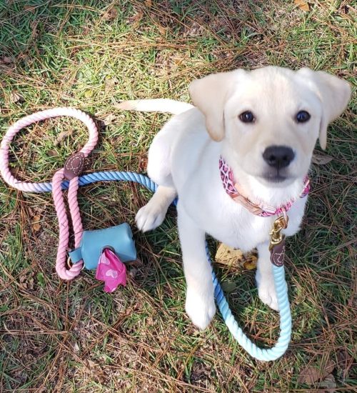 winnie_yellowlabrador_254284489_2022960617852672_2124059740110987860_n